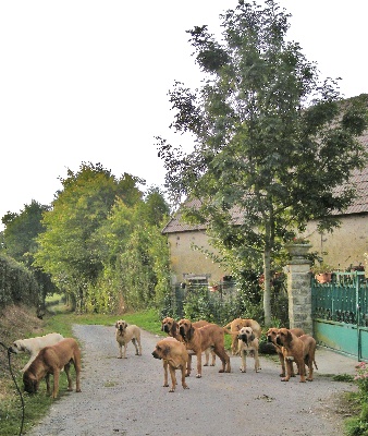 du domaine d'en bas - CHIEN /CHAT  - PERDU ...QUE FAIRE ???