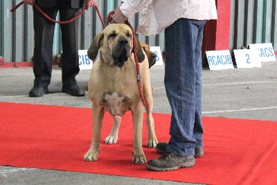 du domaine d'en bas - DANOUCHKA A LIMOGES 2012