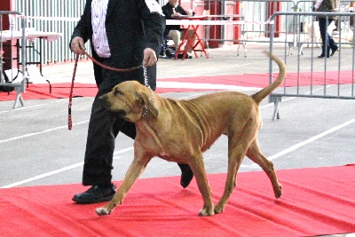 du domaine d'en bas - EXCALIBUR A LIMOGES 2012