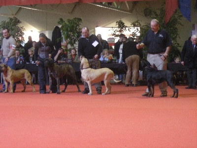 du domaine d'en bas - DANOUCHKA DU DOMAINE D'EN BAS 4EME AU RING D'HONNEUR A BOURGES