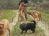  - NOS  FILA EN MEUTE DANS LA CAMPAGNE...