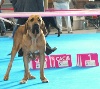  - EXCALIBUR CHAMPIONNE DE FRANCE A METZ 2012