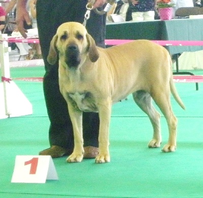 du domaine d'en bas - DANOUCHKA DU DOMAINE CLASSE 1ERE AUX CHAMPIONNATS DE FRANCE !!