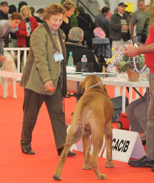 BALOO ET DANOUCHKA EN INTERNATIONALE A SAINT ETIENNE 2011